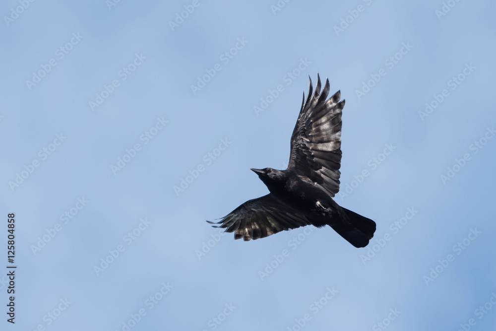 Obraz premium Carrion Crow, Corvus Corone