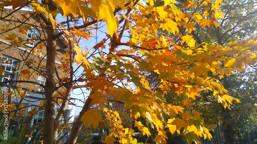 Sunlit leaves on tree in autumn