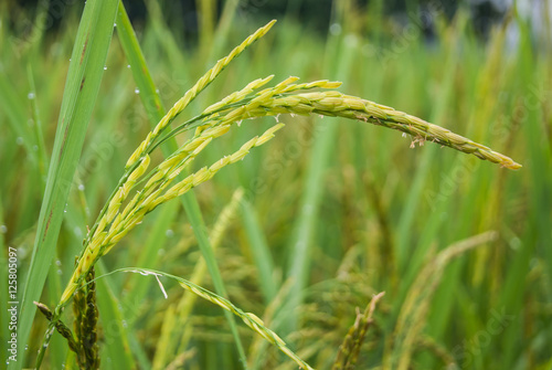 Rice Field Paddy Chiangmai Thailand