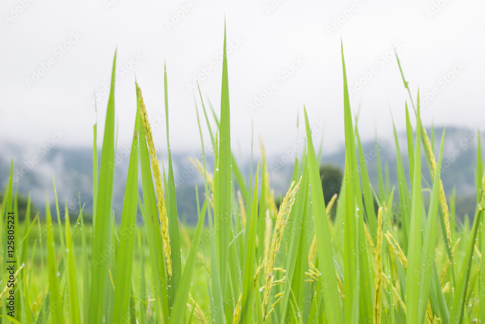 Obraz premium Rice Field Paddy Chiangmai Thailand
