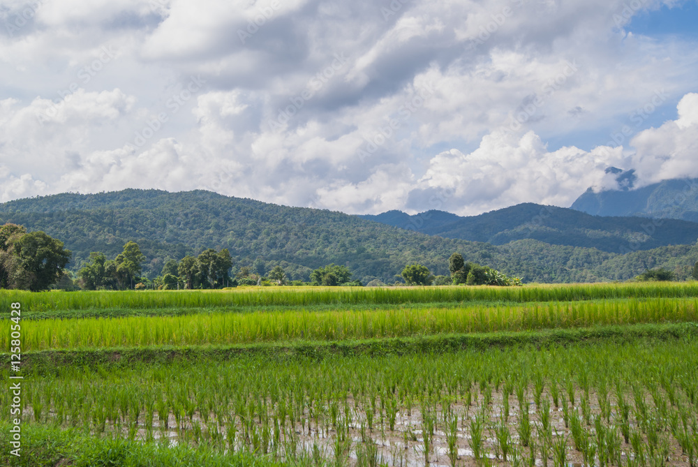 Obraz premium Rice Field Paddy Mountain Cloud
