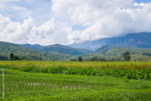 Rice Field Paddy Mountain Cloud