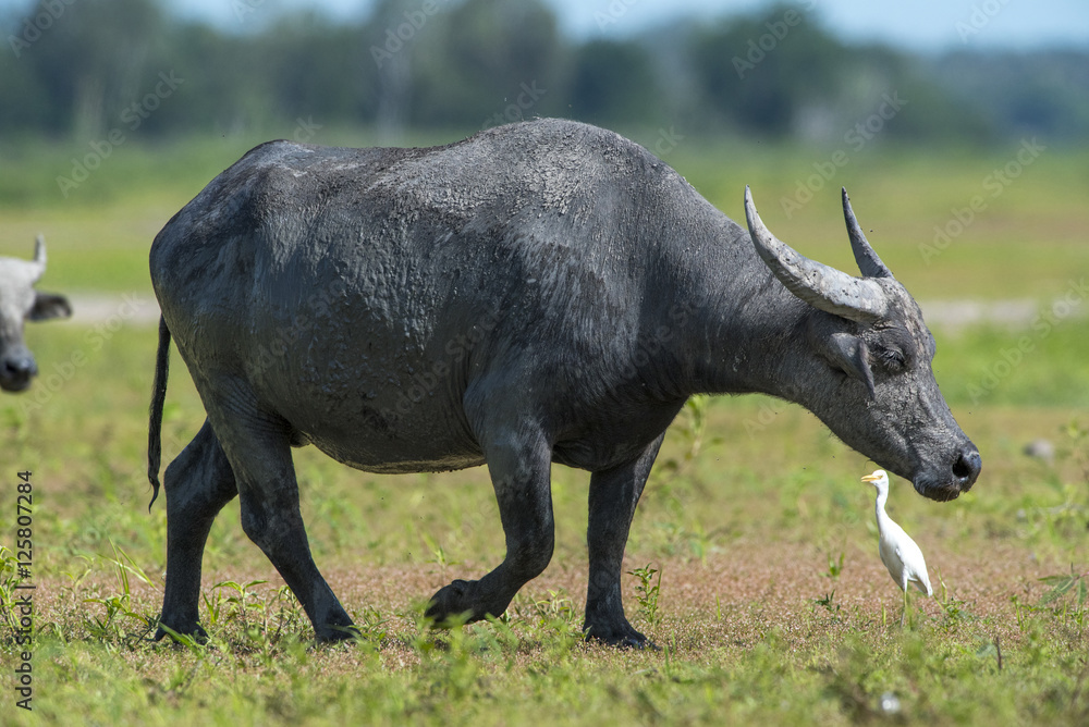 Obraz premium Buffalo walking over greenfield