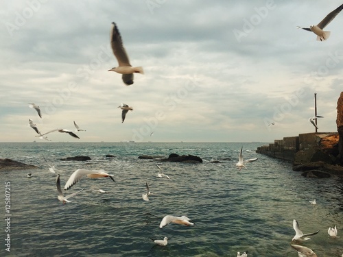 Seagulls flying over the coast