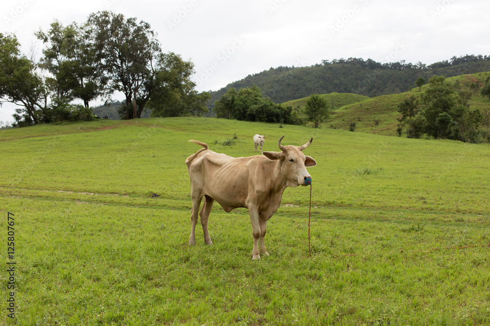 cattle in field of grass in mountain