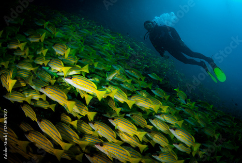 Diver swims amongst school of bluestripped snappers (Lutjanus kasmira), Chaaya Reef in the Maldives photo