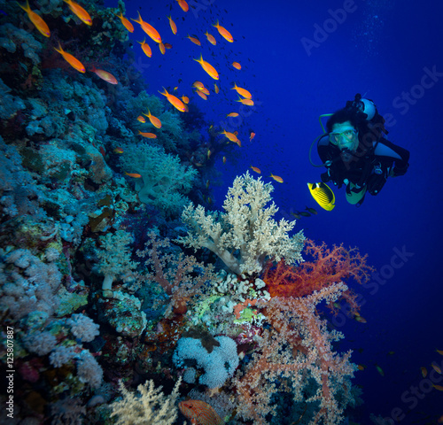 Fototapeta Naklejka Na Ścianę i Meble -  Diver explores the soft corals on Soraya Reef, Red Sea, Egypt