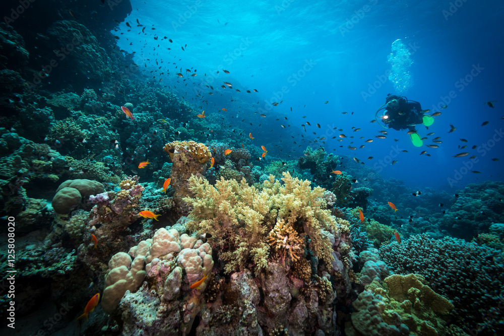 Diver explores reefs in the Red Sea, Egypt