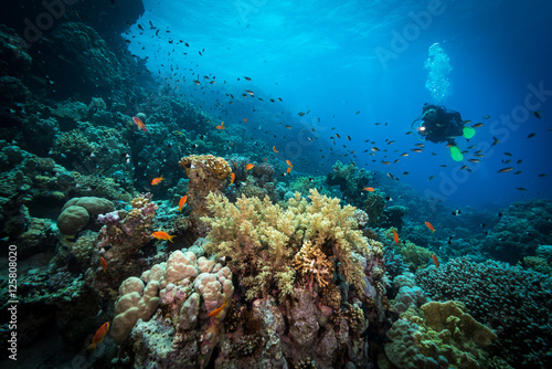 Fototapeta Naklejka Na Ścianę i Meble -  Diver explores reefs in the Red Sea, Egypt