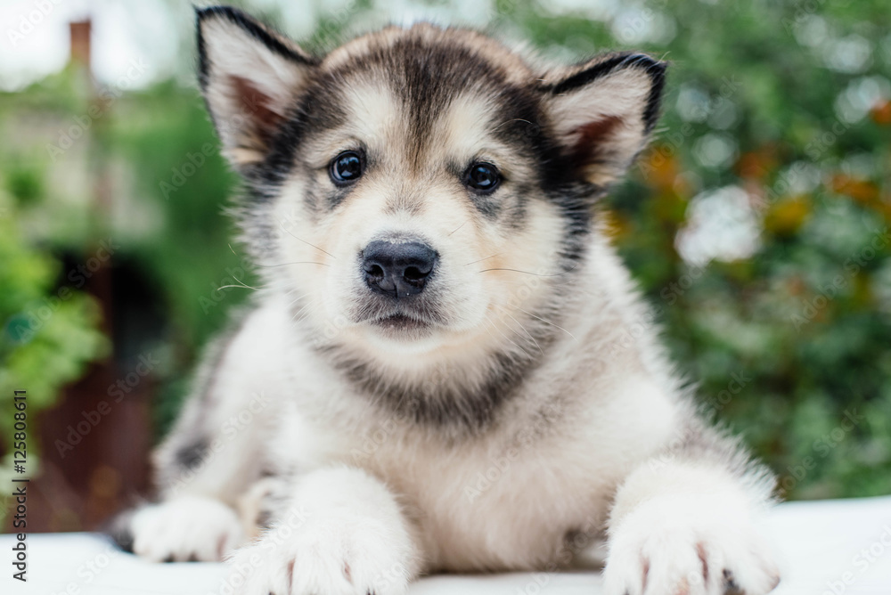 Fototapeta premium small cute alaskan malamute puppy