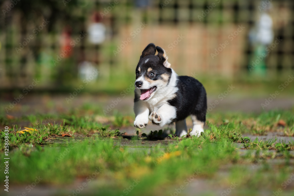 happy corgi puppy running outdoors