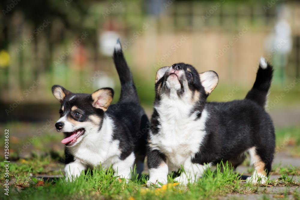 two funny welsh corgi pembroke puppies