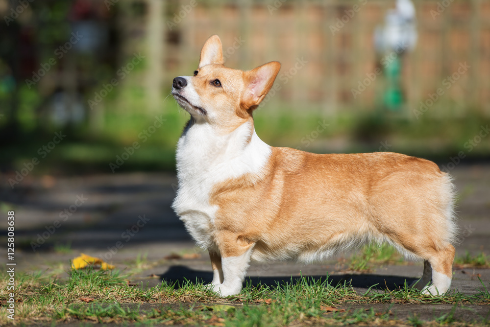 red welsh corgi pembroke dog posing outdoors red welsh corgi pembroke dog posing outdoors