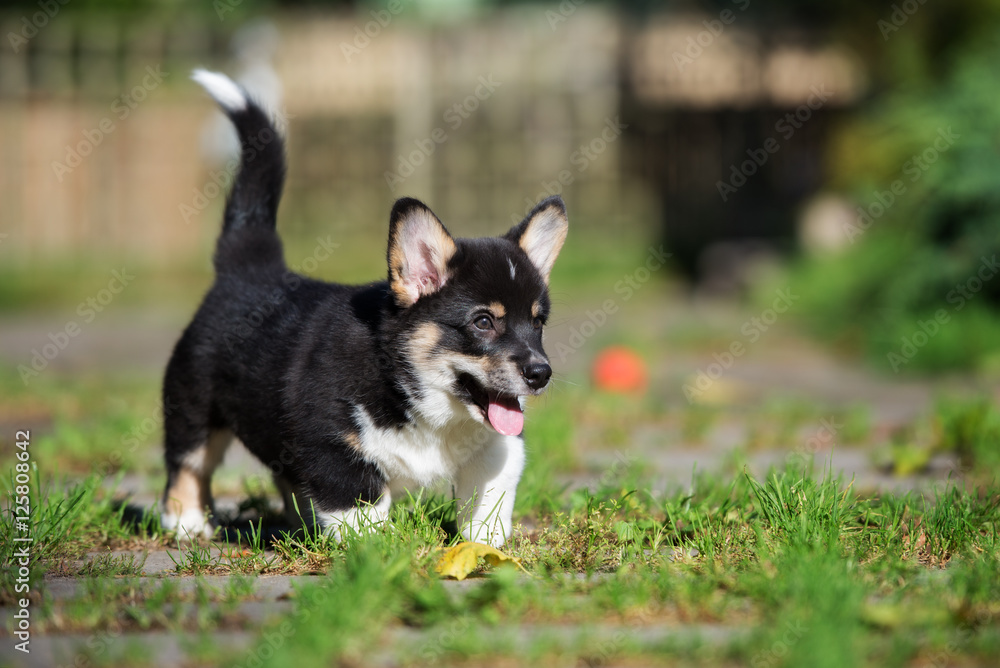 adorable welsh corgi puppy outdoors adorable welsh corgi puppy outdoors