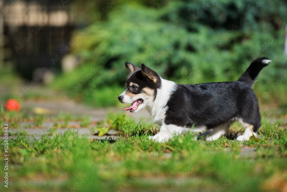 welsh corgi puppy walking outdoors