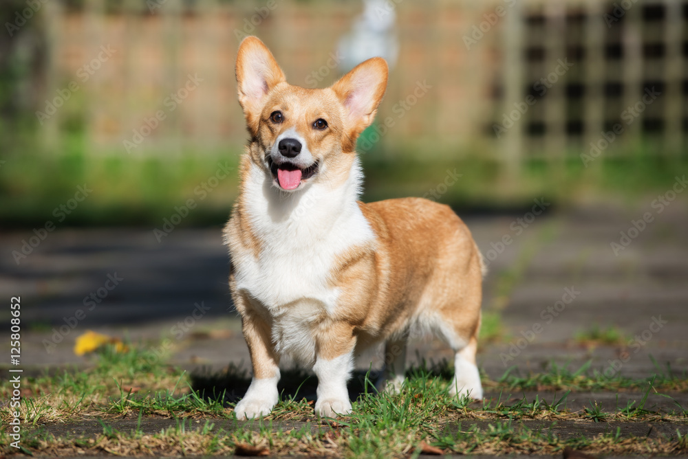 happy welsh corgi dog standing outdoors