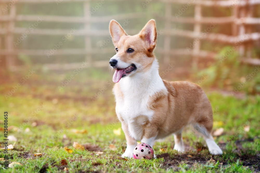 welsh corgi pembroke dog posing outdoors