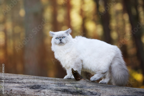 beautiful cat with blue eyes walking outdoors