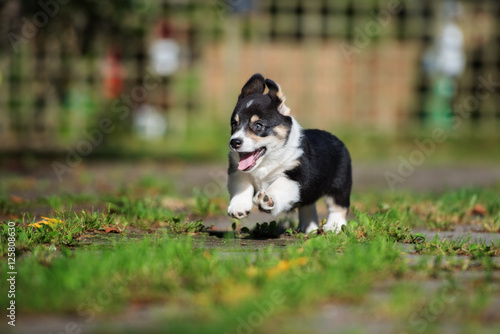 happy corgi puppy running outdoors