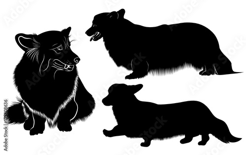 Welsh Corgi. dog breed Welsh Corgi. Silhouette of a dog of breed Pembroke Welsh Corgi