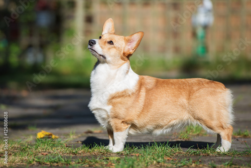 Quadro su tela red welsh corgi pembroke dog posing outdoors