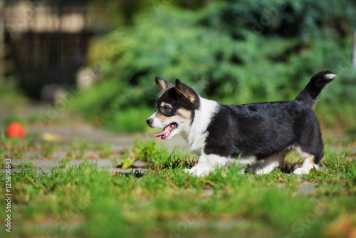welsh corgi puppy walking outdoors © otsphoto