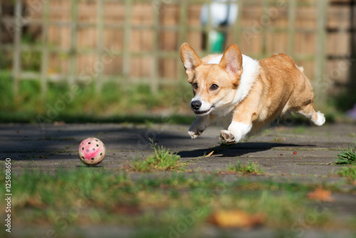 Obraz na plátně welsh corgi dog chasing a ball