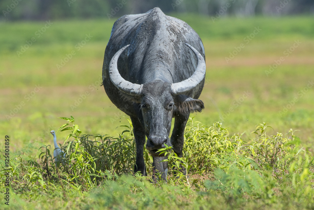 Obraz premium Buffalo walking over greenfield