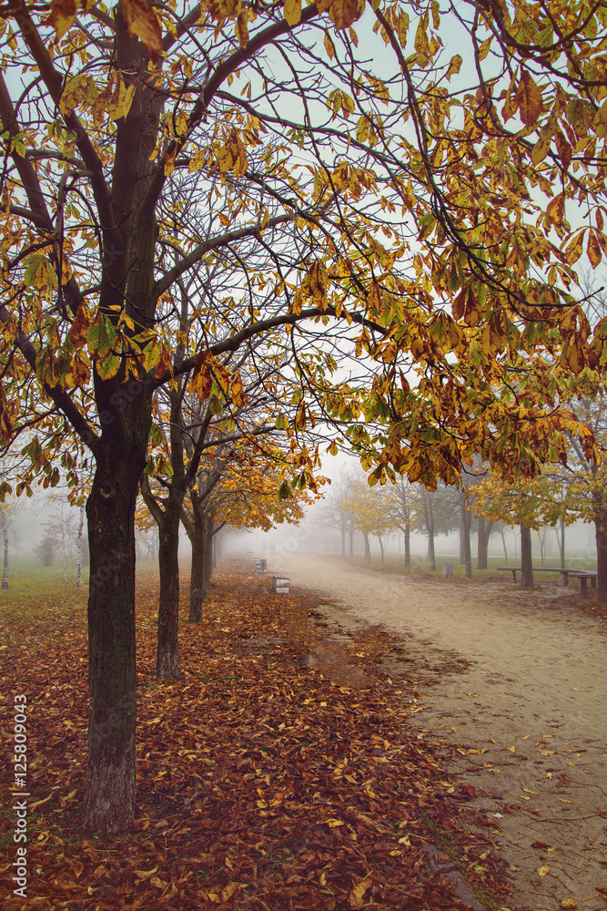 Naklejka premium Misty autumn park.