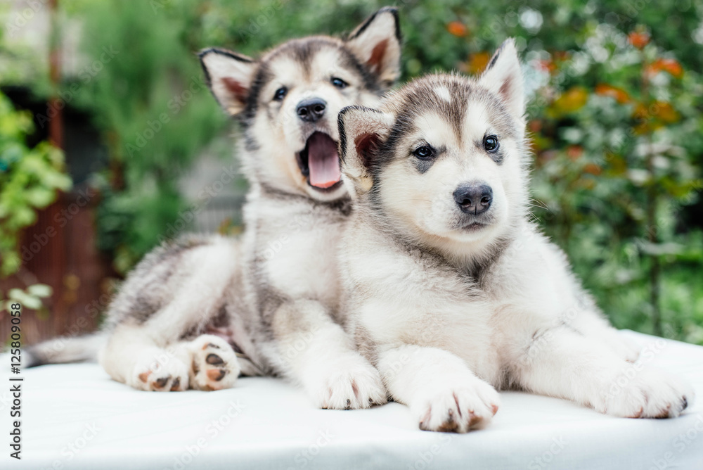 Obraz premium alaskan malamute puppies playing in garden