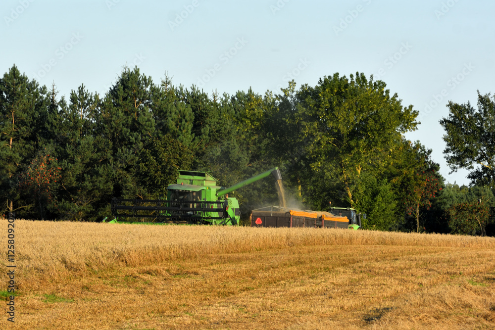Fototapeta premium harvest