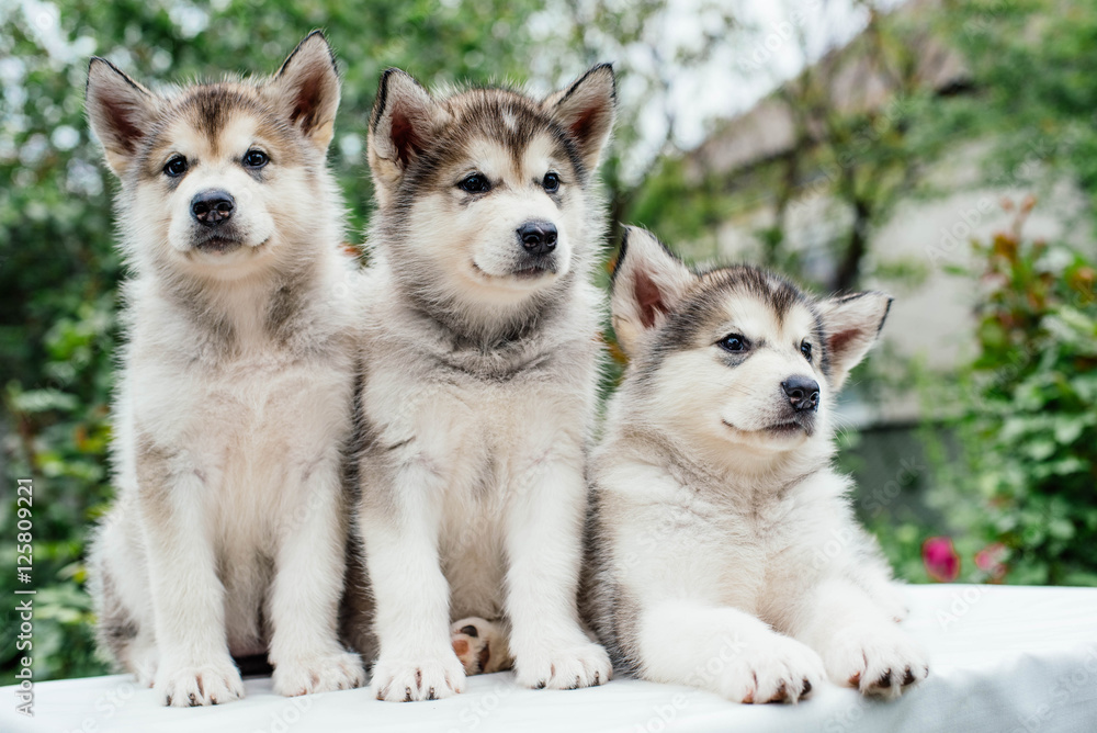 alaskan malamute puppies playing in garden alaskan malamute puppies playing in garden