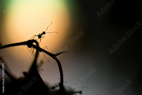 Ant © Fotograf Camilla Bro