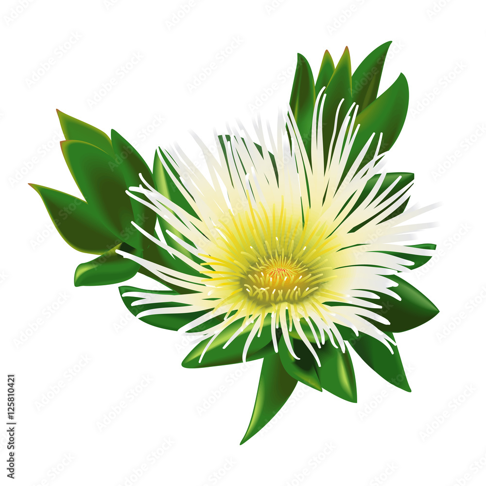 Sceletium Tortuosum" Images  Browse 59 Stock Photos, Vectors, and Video |  Adobe Stock