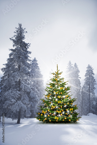 Christbaum in Verschneitem Wald
