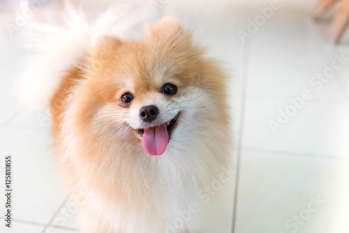 Canvas Print pomeranian spitz smiling
