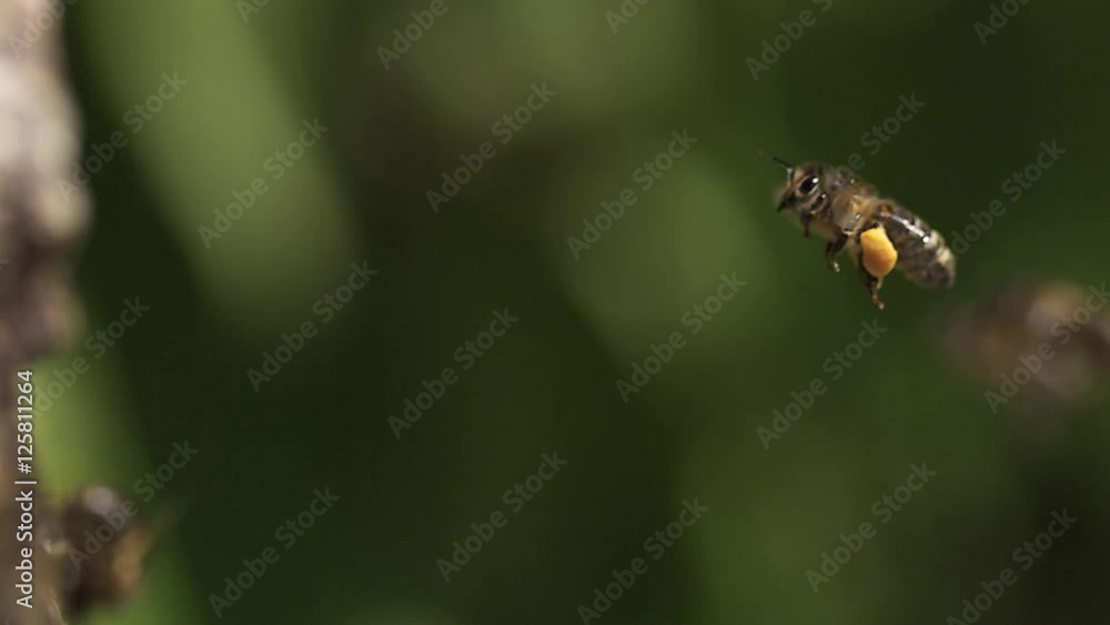 European Honey Bee, apis mellifera, Adult flying with note full pollen baskets, Slow motion European Honey Bee, apis mellifera, Adult flying with note full pollen baskets, Slow motion