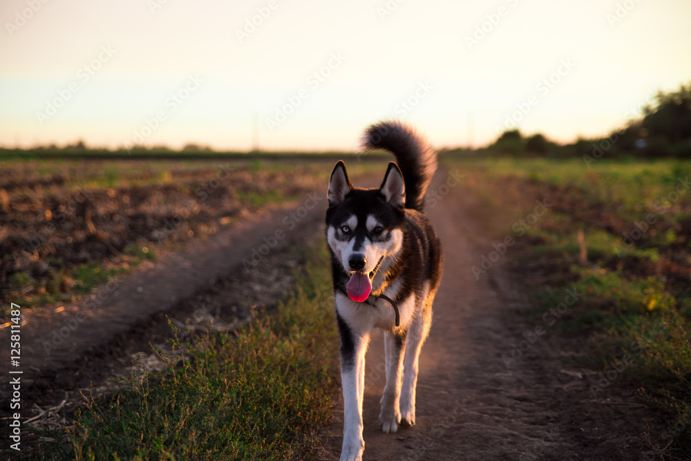 Black and white husky dog running across the field at sunset