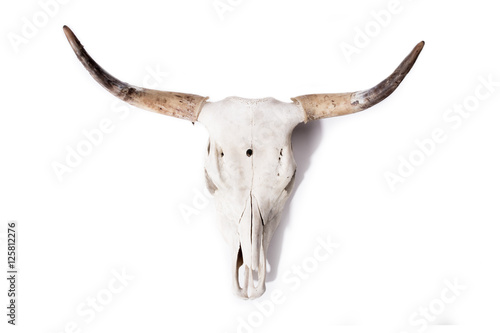 Stierschädel - Bull Skull © Splashpixel