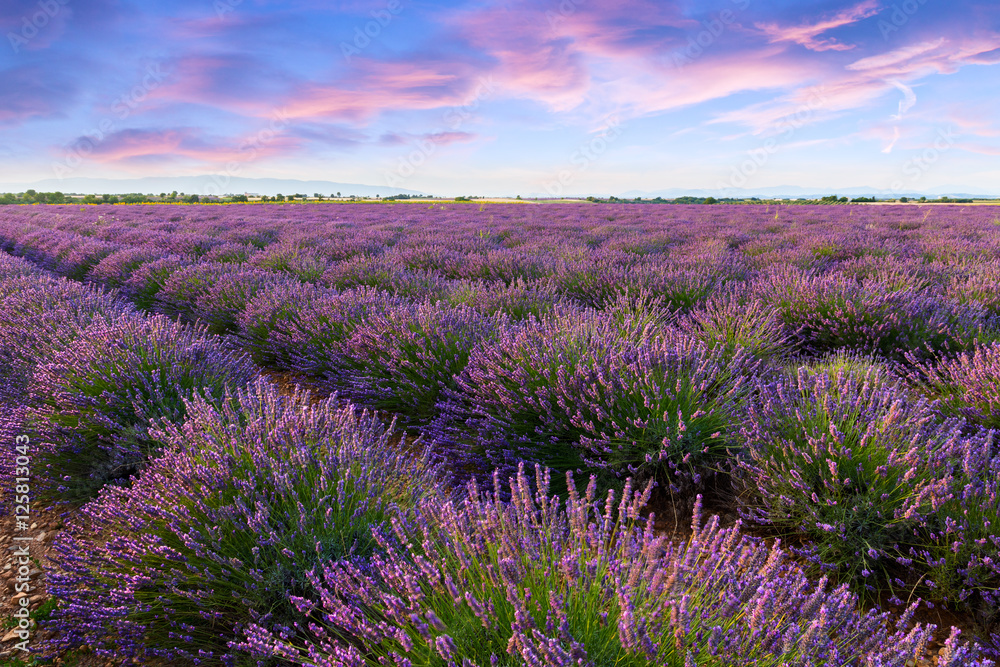 Fototapeta premium Lavender field summer sunset landscape