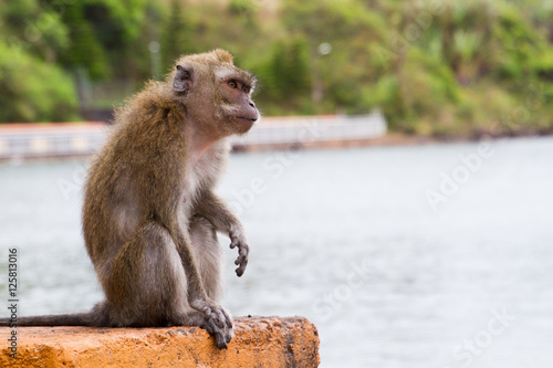 Affe bei indischem Tempel auf Mauritius