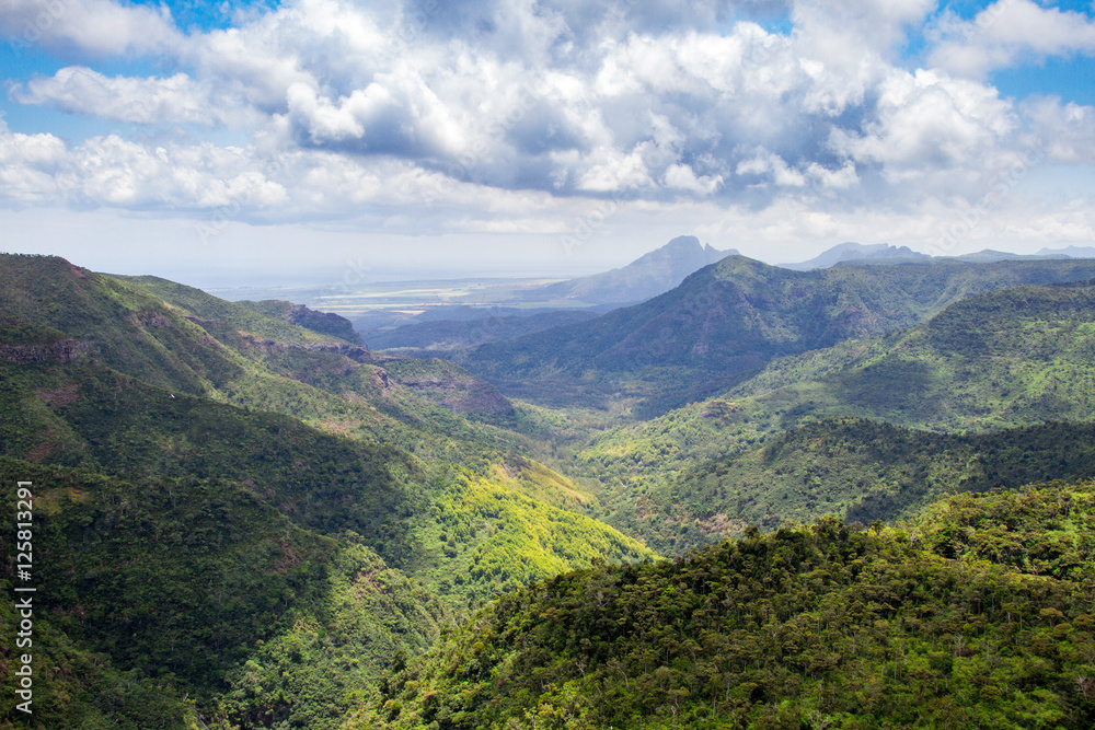 Fototapeta premium Tropikalna dżungla na Mauritiusie