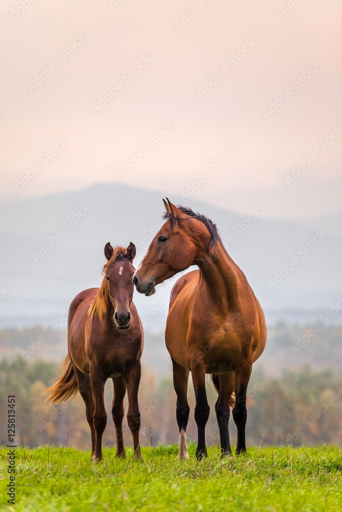 Naklejka premium Rodzina koni