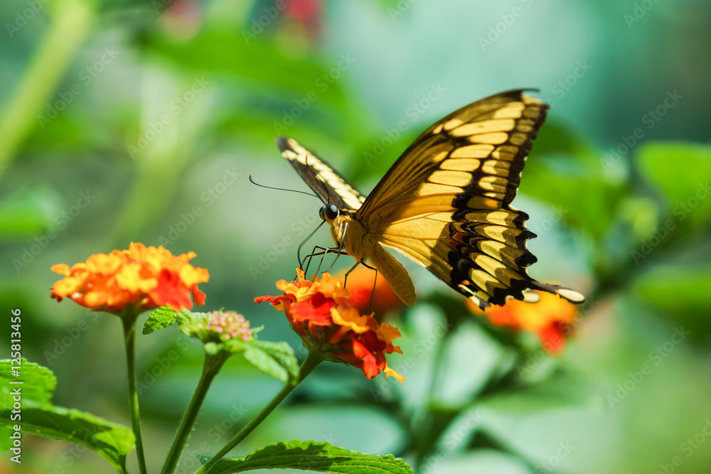 Fototapeta premium Tropical butterfly Papilio Thoas