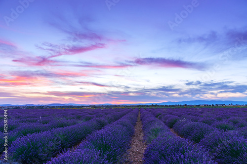 Fototapeta Naklejka Na Ścianę i Meble -  Lavender field summer sunset landscape