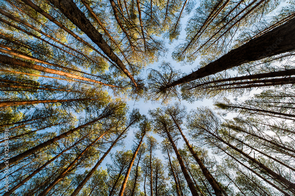 Autumn forest