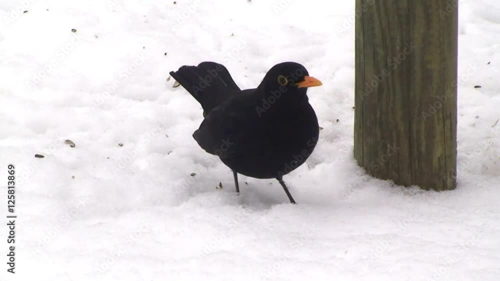 Ein Amselmännchen sucht im Schnee nach Sonnenblumenkernen Ein Amselmännchen sucht im Schnee nach Sonnenblumenkernen