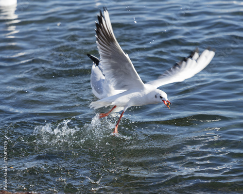 seagull flying on sea