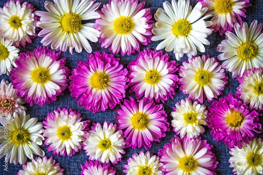 Fototapeta premium flowers on blue fabric with a pattern, nature background, wallpaper
