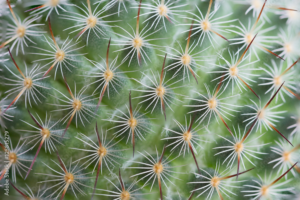 Closeup green cactus with needles pattern for background Closeup green cactus with needles pattern for background